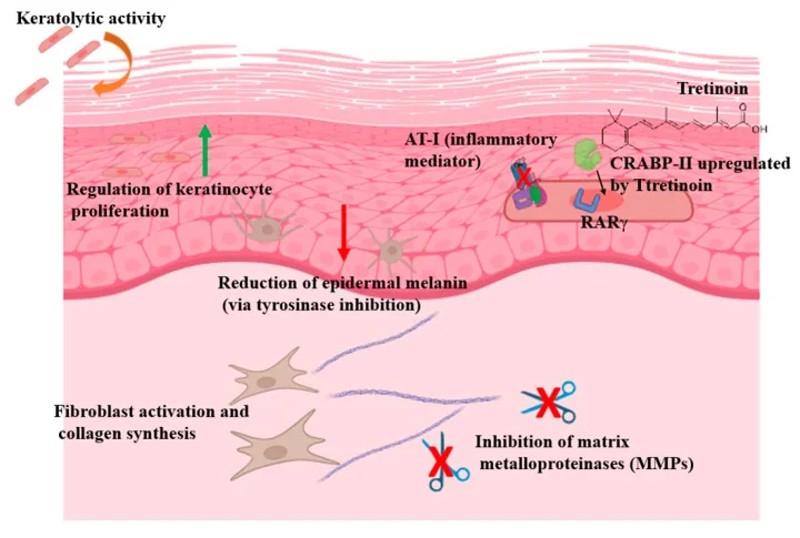 Illustration of tretinoin's effects on the skin: regulating cell turnover, reducing pigment, stimulating collagen and inhibiting the enzymes that break it down, the active ingredient in Acretin cream