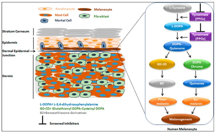 Diagram of the skin layers and the melanin production pathway inside a pigment cell, showing where tyrosinase is inhibited, which is what Alpha Plus lightening cream targets