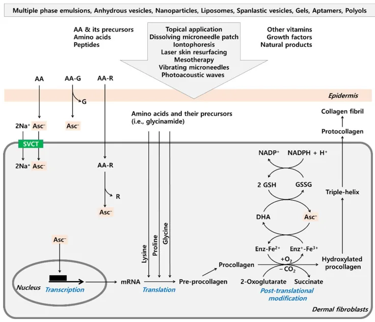 Diagram of vitamin C and its derivatives entering dermal fibroblasts and taking part in the stages of collagen synthesis, an ingredient in the best serum for wrinkles