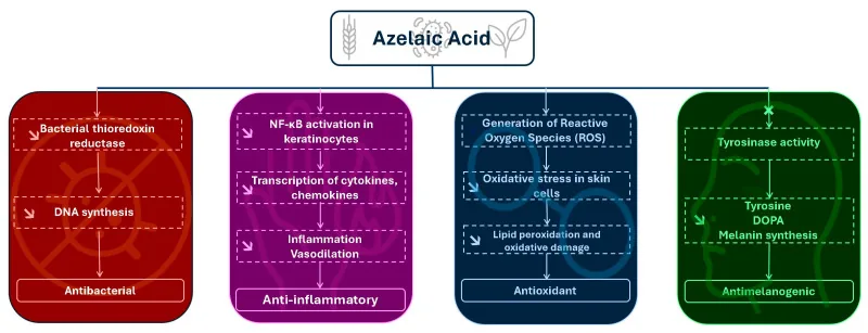 Diagram of the mechanisms of azelaic acid in Skinoren: antibacterial, anti-inflammatory, antioxidant and inhibition of melanin production
