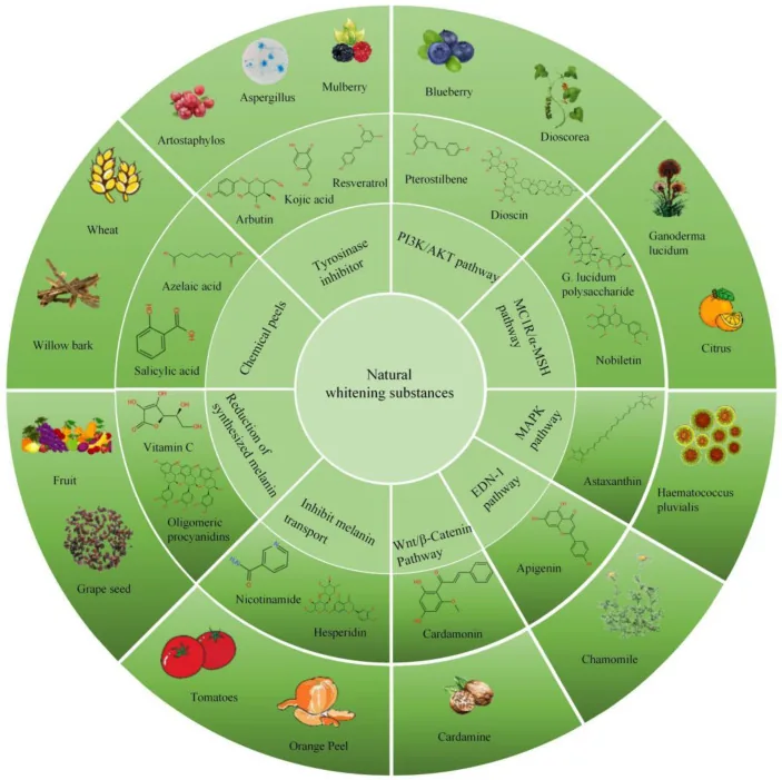 Circular chart of natural whitening substances and their plant and fungal sources, such as arbutin from bearberry, kojic acid from fungi, azelaic acid from wheat and vitamin C from fruit, grouped by how they work, showing which natural ways to brighten the face have a scientific basis