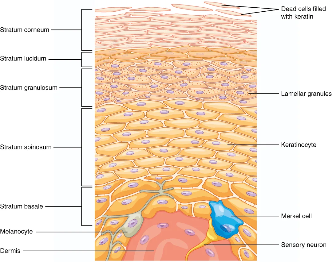 Illustration of the layers of the epidermis showing the stratum corneum at the top, the layer that holds water in and fails in winter dry skin