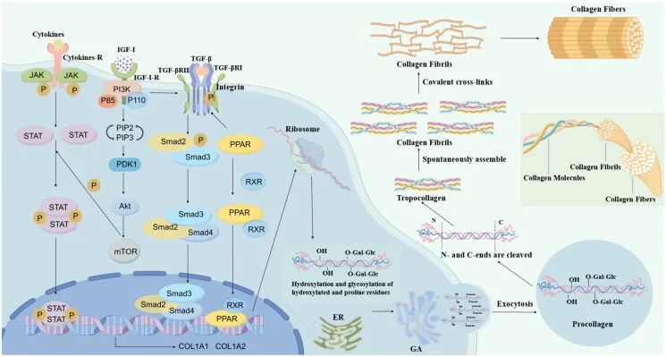 Diagram of the stages of collagen production inside and outside the fibroblast up to fibre formation, showing why a collagen cream can't replace what the skin makes
