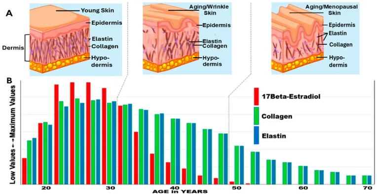 Illustration of skin thinning and declining collagen and elastin from youth to after menopause, with a chart of oestrogen and collagen falling with age, which explains the search for a collagen cream in your 40s