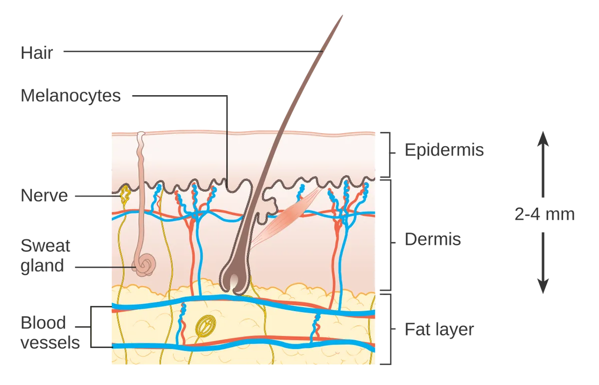 Diagram of the layers of the skin showing the epidermis, the dermis that holds the elastic fibres, and the fat layer beneath, to explain loose skin before excess skin removal
