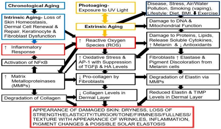 Diagram of skin ageing mechanisms: chronological ageing, photoageing from sun, and external factors such as smoking and pollution, and their effects on collagen, elastin and pigment