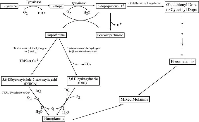 Diagram of the melanin production pathway from tyrosine through the tyrosinase steps to brown and red pigment, which the ingredients in ISIS Pharma lightening cream target