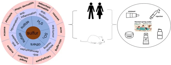 Circular diagram summarising the uses of sulfur and its derivatives in skin conditions such as acne, rosacea, scabies and fungal infections, and its forms such as cream, lotion and gel, the key ingredient in Mario Badescu's acne lotion