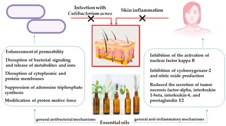 Diagram summarising the laboratory antibacterial and anti-inflammatory mechanisms attributed to essential oils in acne, the basis of claims about oils for acne