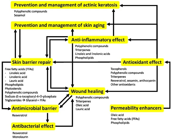 Diagram summarising possible effects of plant oils on the skin, such as barrier repair, antioxidant and anti-inflammatory effects, which explains the moisturising rather than treating role of oils for acne