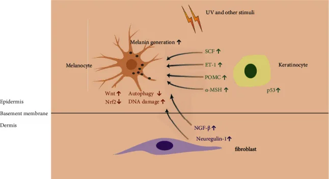 Diagram of a pigment cell receiving signals from skin cells and dermal fibroblasts after ultraviolet exposure, increasing melanin production, explaining the causes of dark skin pigmentation