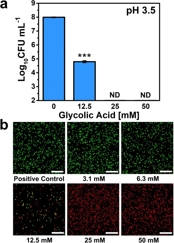 Bar chart and microscope images showing fewer live acne bacteria as glycolic acid concentration rises in the laboratory, one of the ingredients in Uriage acne creams